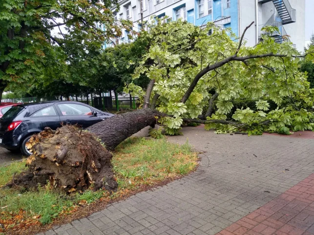 W przeszłości zdarzało się, że w wyniku silnego wiatru drzewa na ulicy Sienkiewicza w Kutnie stanowiły zagrożenie dla mieszkańców