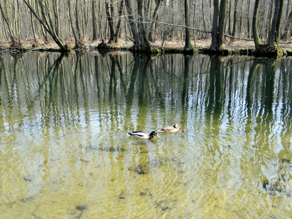 Rezerwat Przyrody Niebieskie Źródła