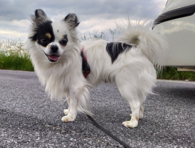 Zaginął mały piesek. Właściciel prosi o pomoc i wyznacza nagrodę - Zdjęcie główne