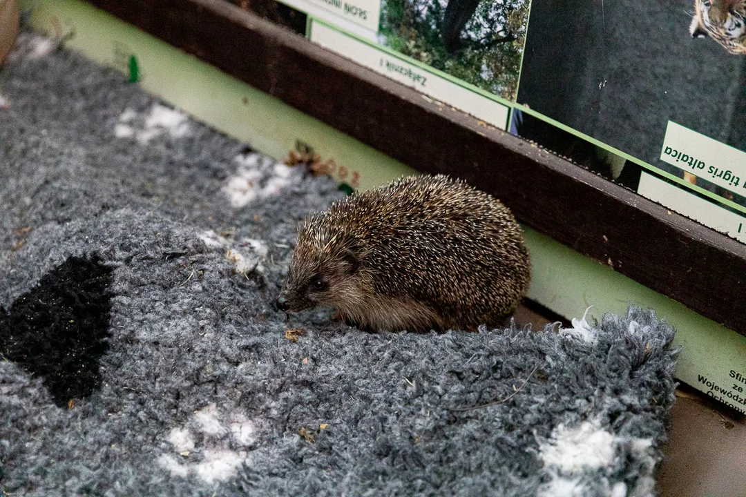 Dokąd tupta nocą jeż? O tym przekonali się uczestnicy warsztatów w łódzkim zoo