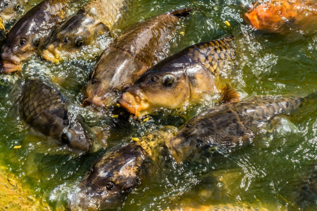 A Ty jak potraktujesz karpia? - Zdjęcie główne