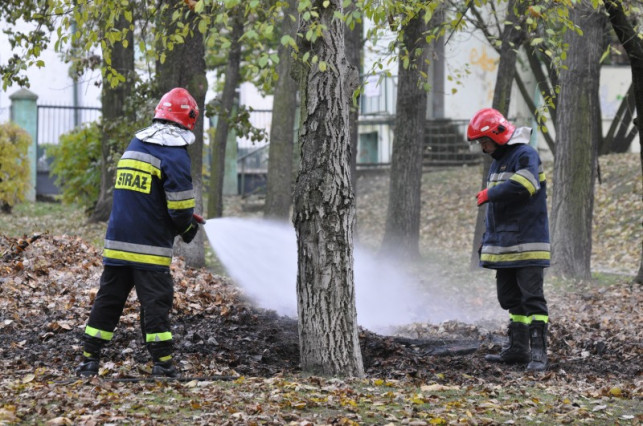 Podpalił liście w &quot;Dąbrowszczaku&quot; - Zdjęcie główne