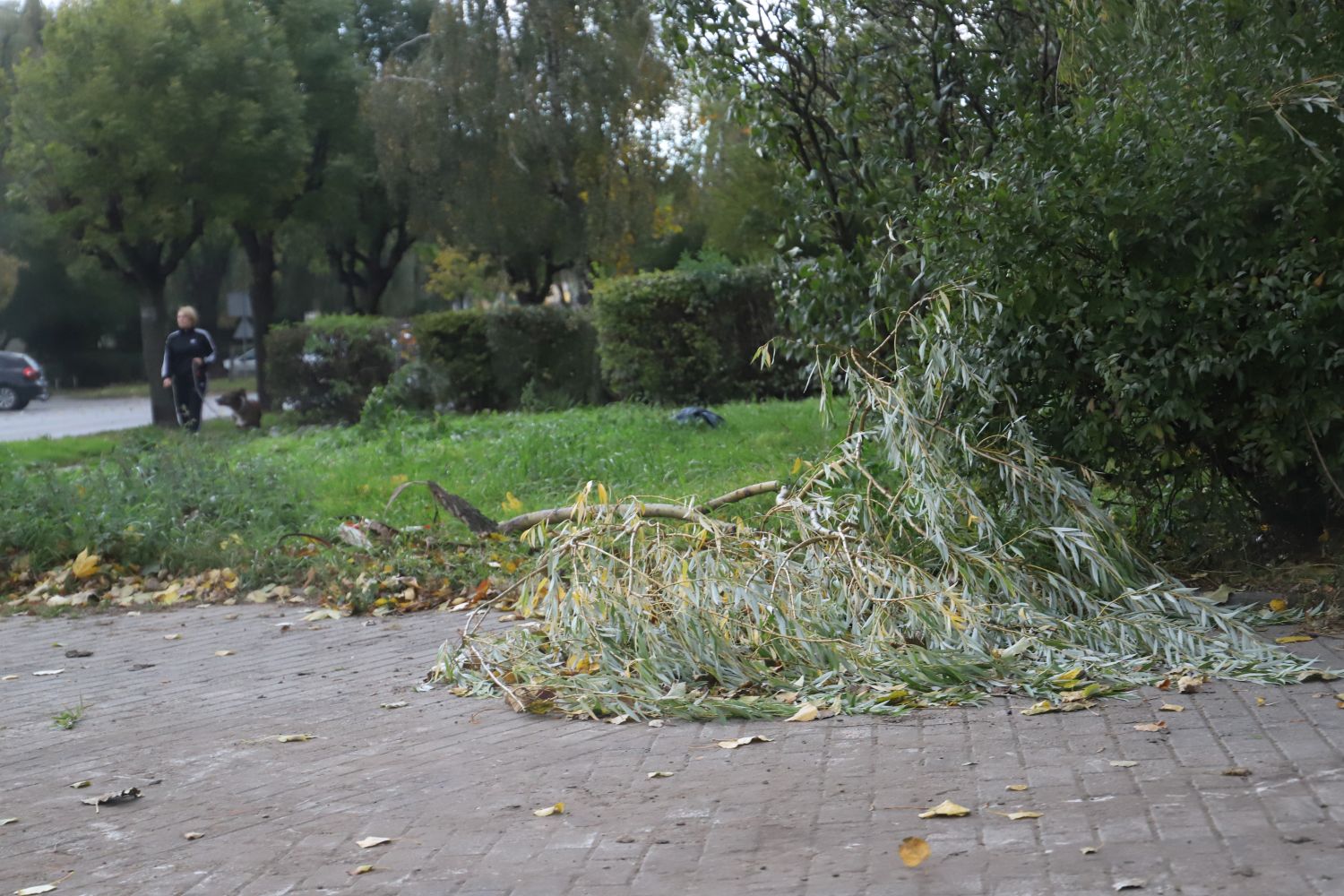 Zerwane gałęzie widać na wielu ulicach Kutna