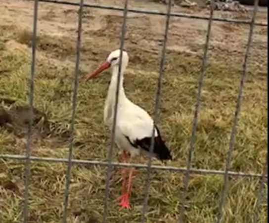 Ferdek został na zimę w Kutnie, ptak czuje się dobrze.