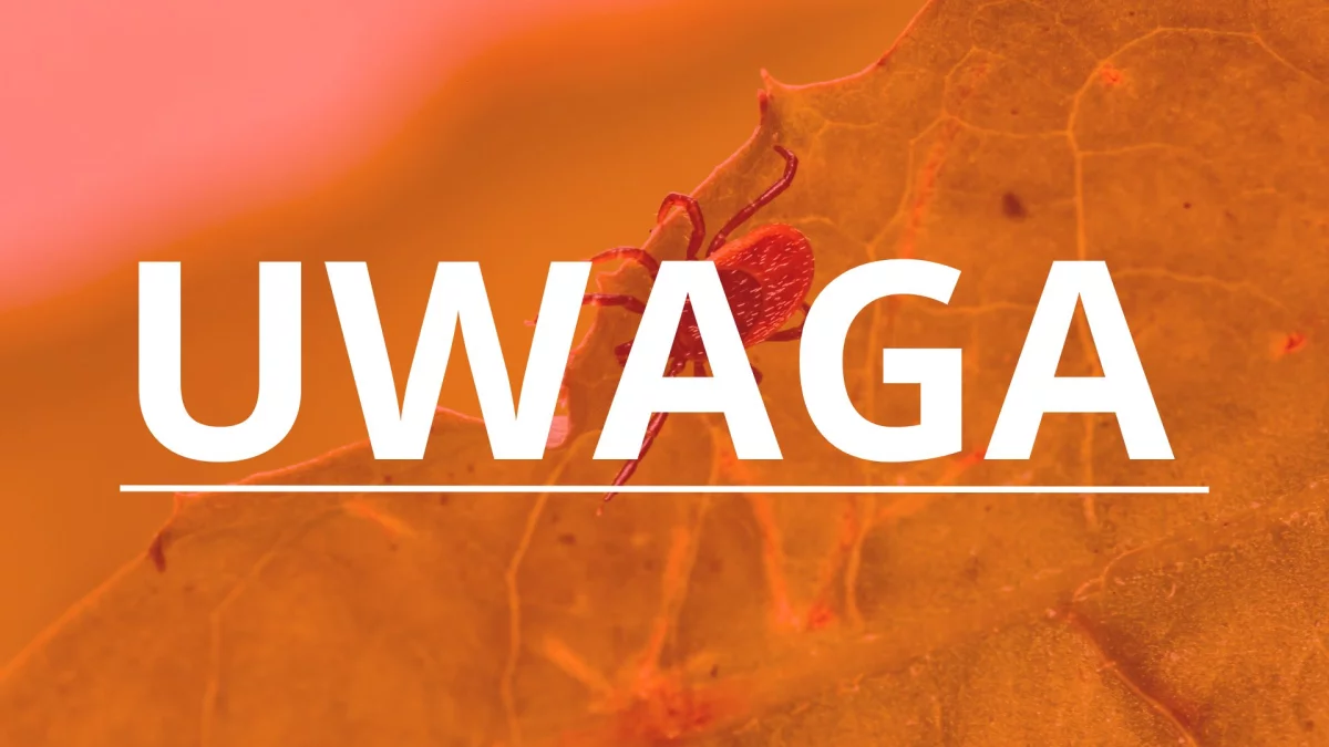 Eksperci ostrzegają przed plagą. Atakują ze zdwojoną siłą