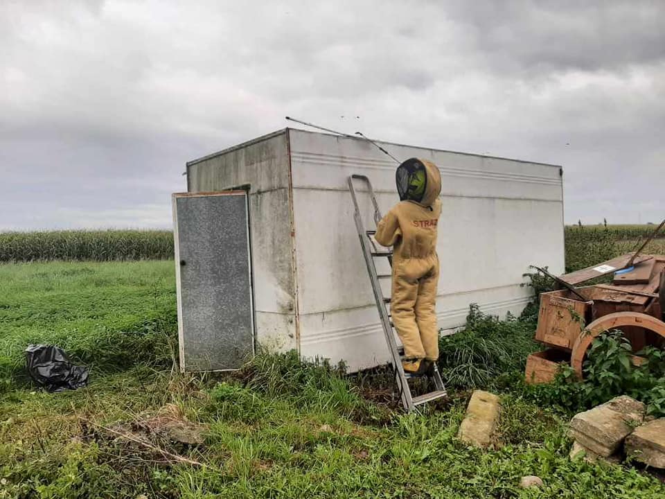 Gigantyczne gniazdo szerszeni w powiecie kutnowskim! Strażacy w akcji