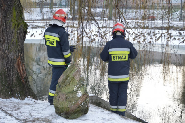 Strażacy na pomoc kaczce - Zdjęcie główne