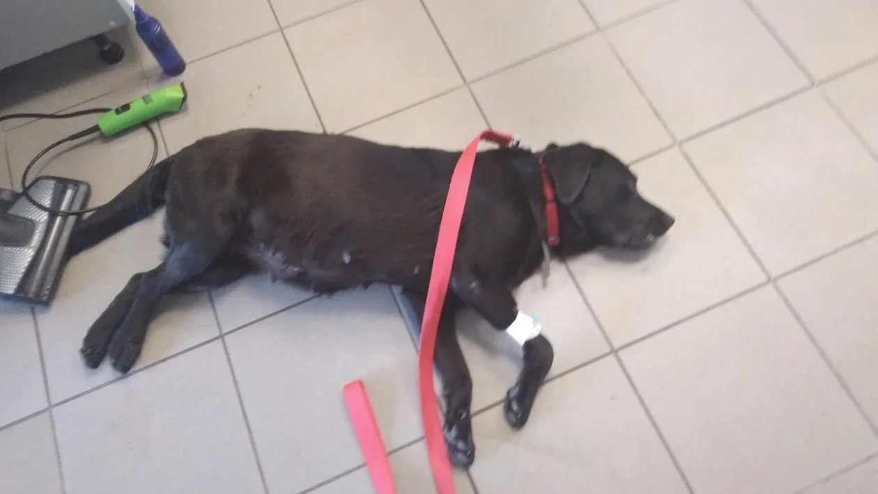 Działająca w powiecie kutnowskim inicjatywa Cztery Łapy Żychlin informuje o psie, którego ktoś wyrzucił z samochodu do rowu. Trwa zbiórka na leczenie suczki