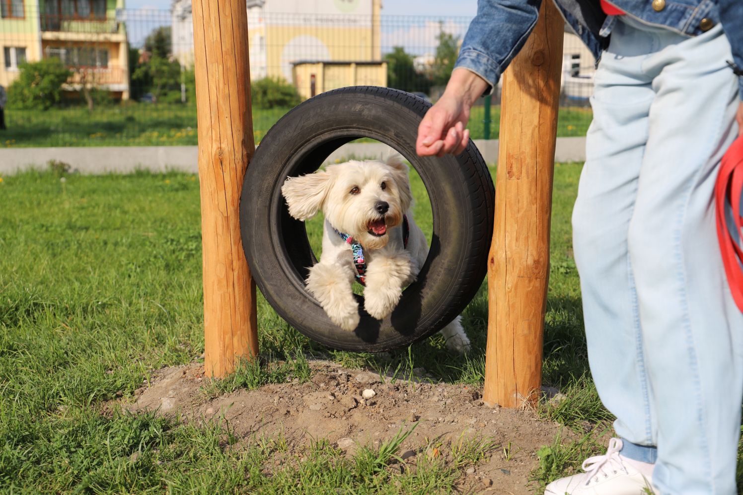 Psi park w Kutnie cieszy się dużą sympatią czworonogów i ich właścicieli