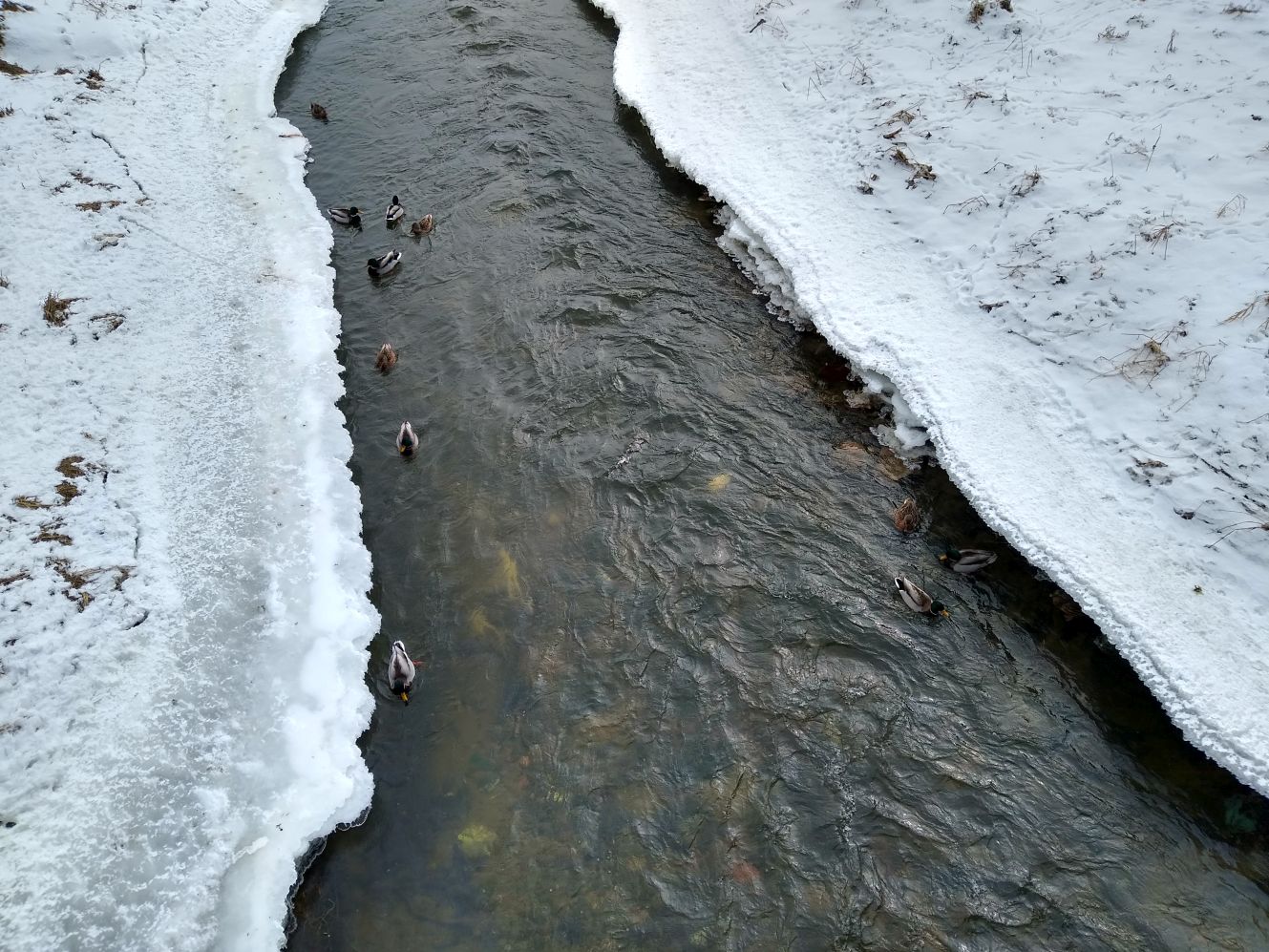 W Kutnie poziom rzeki wynosi 40-50 cm (zdjęcie wykonane 16.02.21)