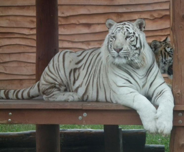 11 biletów na zoo safari i uniejowskie termy do rozdania! - Zdjęcie główne