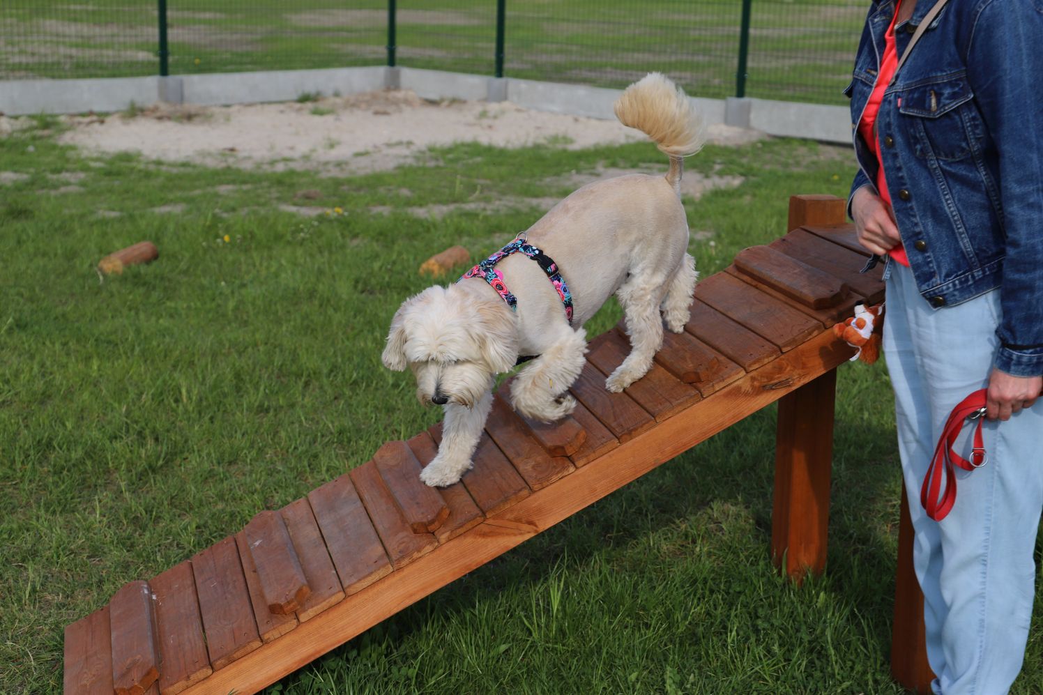 Psi park w Kutnie cieszy się dużą sympatią czworonogów i ich właścicieli