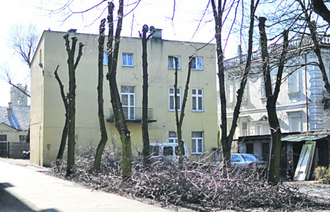 Kolejna "masakra" drzew - Zdjęcie główne