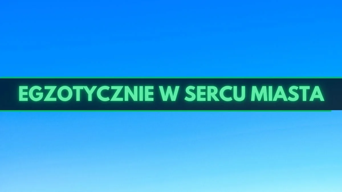 Powiew egzotyki w centrum miasta. To będzie coś wyjątkowego! - Zdjęcie główne