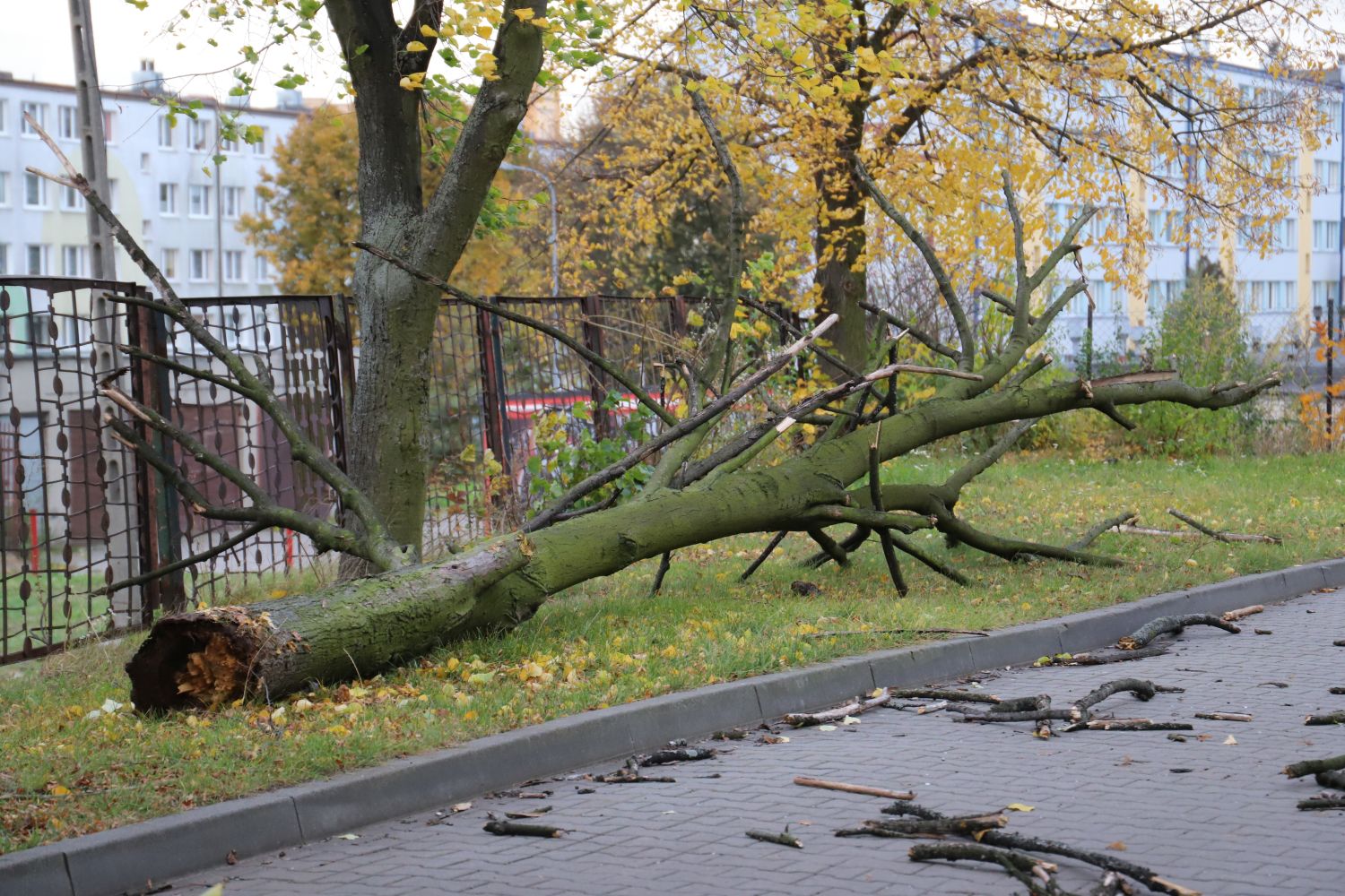 Drzewo przewróciło się na salę gimnastyczną przy SP nr 7