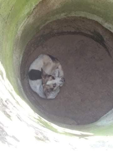 Policja szuka zwyrodnialca, który chciał zabić psa! Będzie nagroda za wskazanie sprawcy? - Zdjęcie główne