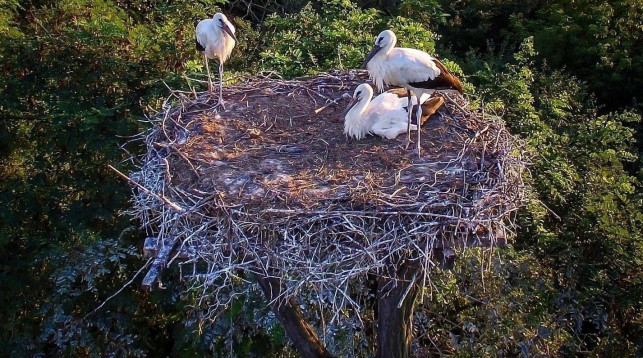 Mieszkańcy gminy Żychlin zbierają pieniądze na... bociany. Chcą je obserwować przez cały rok - Zdjęcie główne