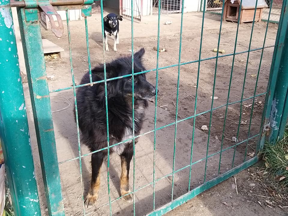 Kutnowscy radni zbierali karmę i koce dla bezpańskich zwierząt