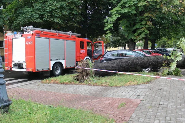 W przeszłości zdarzało się, że w wyniku silnego wiatru drzewa na ulicy Sienkiewicza w Kutnie stanowiły zagrożenie dla mieszkańców