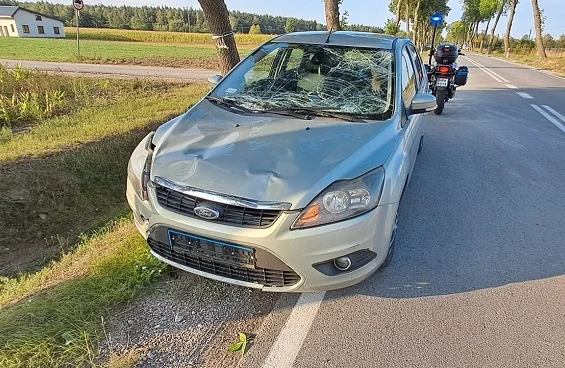 Auto roztrzaskane po zderzeniu z dzikim zwierzęciem. Wybiegło nagle z pola kukurydzy (FOTO) - Zdjęcie główne