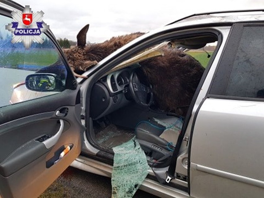 Zderzenie łosia z osobówką: martwe zwierzę i zmasakrowane auto. Policja apeluje do kierowców - Zdjęcie główne