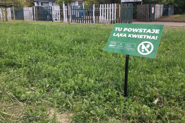 [ZDJĘCIA] W Kutnie będzie więcej roślin! Powstaje łąka kwietna i… - Zdjęcie główne