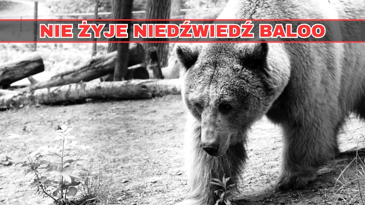 Baloo nie żyje. Tego niedźwiedzia kochali wszyscy, padają wzruszające słowa - Zdjęcie główne