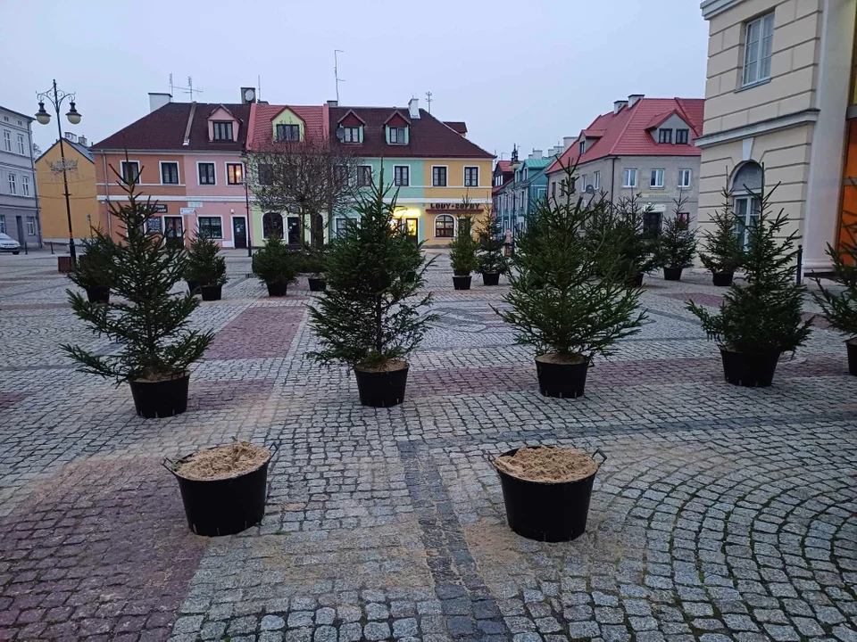 Złodziej w centrum Łęczycy. Ukradł… choinki - Zdjęcie główne