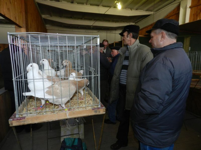 Podziwiali gołębie i drób ozdobny - Zdjęcie główne