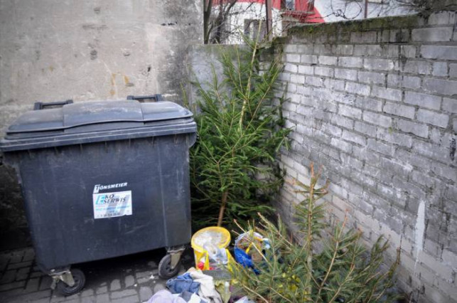 Choinki trafią do kompostowni - Zdjęcie główne