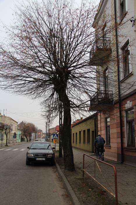 Strach na 1 Maja. Drzewo przewróci się na dzieci? - Zdjęcie główne