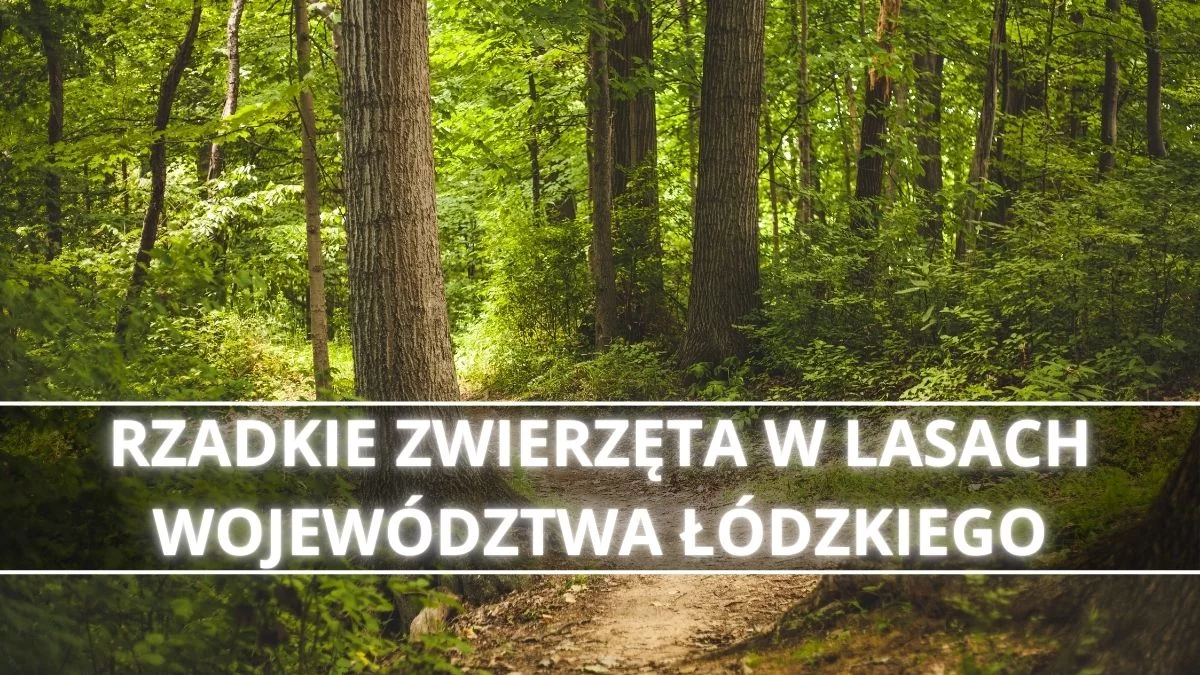 Bardzo rzadkie zwierzęta w centrum Polski. "Trudno będzie im przetrwać bez naszej pomocy" - Zdjęcie główne