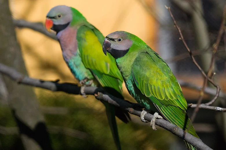 Fundacja Miejski Park i Ogród Zoologiczny w Krakowie, ul. Kasy Oszczędności Miasta Krakowa 14. Godziny otwarcia to 9 -19.00. Ceny biletów: normalny 30 zł, ulgowy 25 zł. Krakowski obiekt jest średniej wielkości ogrodem zoologicznym. Obecnie eksponujemy ponad 1450 sztuk zwierząt, przedstawicieli 265 gatunków. Liczną grupę stanowią zwierzęta ginące i zagrożone wyginięciem, ponad 100 gatunków. Więcej wiadomości na stronie zoo-krakow.pl.