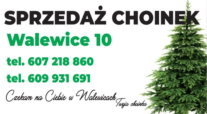 Sprzedaż choinek - Zdjęcie główne