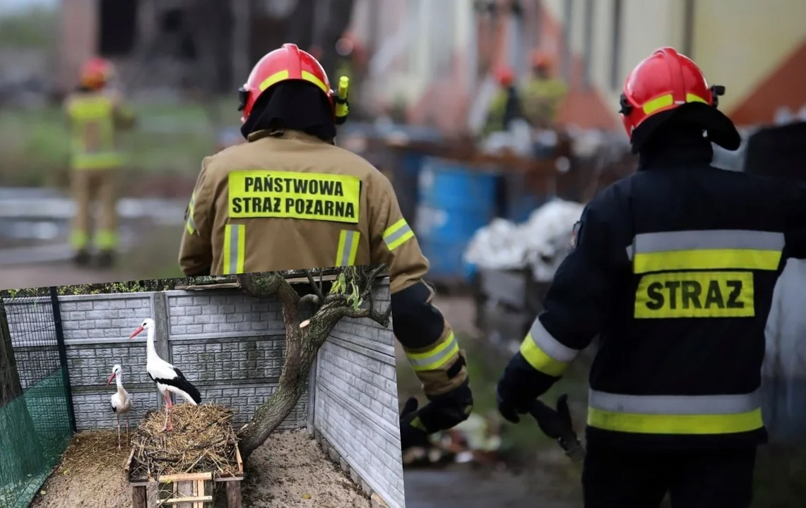 Akcja strażaków na kutnowskiej strefie. Uratowali życie bocianom - Zdjęcie główne