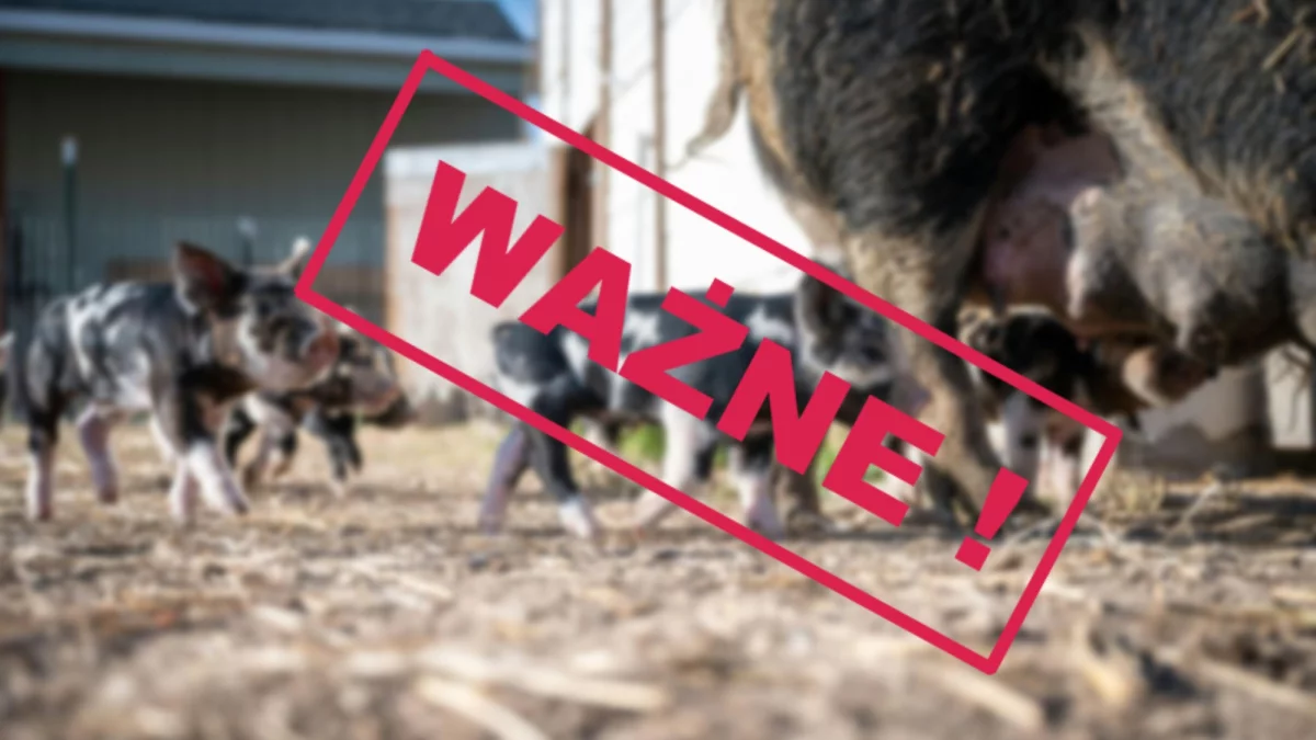 Nowe przepisy weszły w życie. Jest pilny nakaz: lepiej nie przegapić terminu