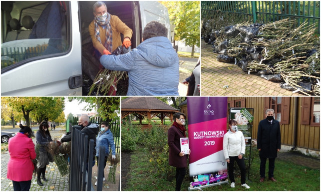 [ZDJĘCIA] Kutno wciąż rozkwita różami! TPZK rozdało tysiąc sadzonek - Zdjęcie główne