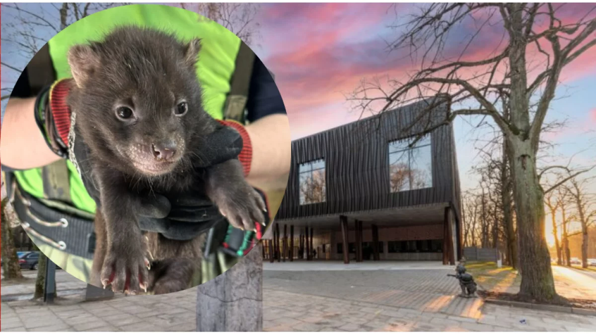 W woj. łódzkim pojawiły się młode drapieżniki. To nie koniec ważnych informacji