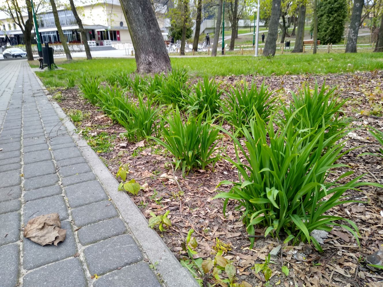 Wiosna powoli daje o sobie znać w kutnowskich parkach i na ulicach naszego miasta