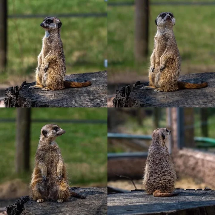 Miejski Ogród Zoologiczny w Łodzi, ul. ul. Konstantynowska 8/10. Ogród czynny przez wszystkie dni w roku oprócz 1 listopada, w godzinach 9-18.00. 29 kwietnia na terenie zoo otwarte zostanie Orientarium. W strefie oceanicznej zobaczymy 1300 gatunków ryb, poza tym największy słoń indyjski w Europie, gatunki zagrożone wyginięciem – anoa nizinne, orangutany sumatrzańskie, niedźwiedzie malajskie i rekordowych rozmiarów krokodyle gawialowe. Do tego najdłuższy podwodny tunel i przepływające nad głowami rekiny oraz płaszczki. Więcej informacji znajdziecie na stronie orientarium.lodz.pl.