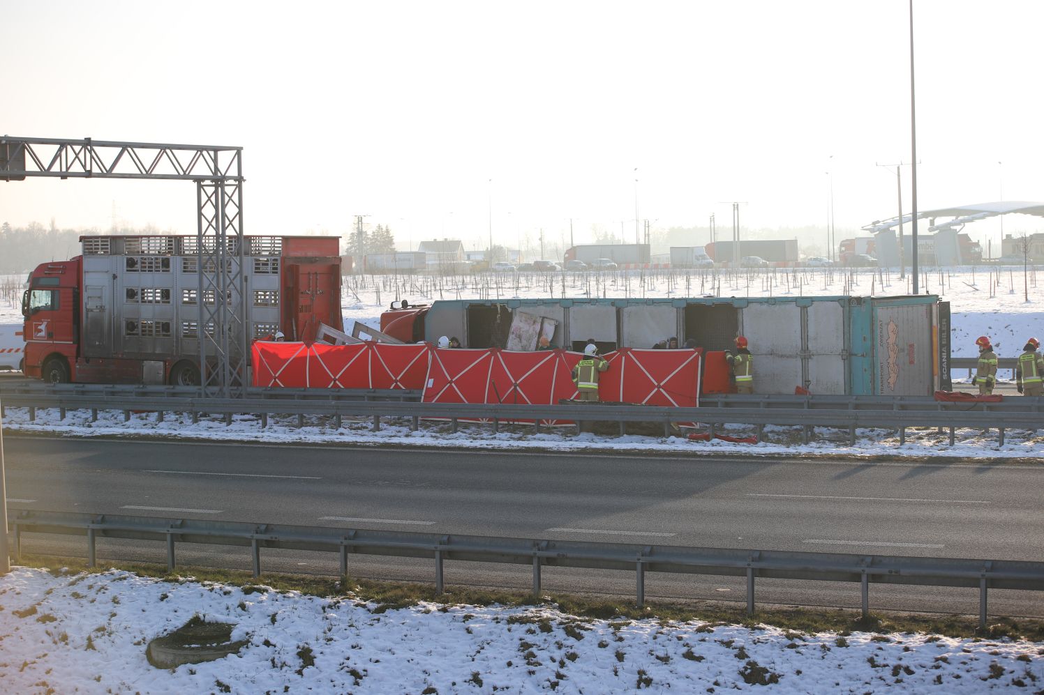 [FOTO] Przewróciła się ciężarówka przewożąca świnie. "Zwierzęta biegają po autostradzie" - Zdjęcie główne