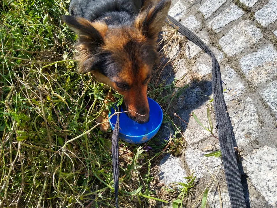 Pies utknął na sporej wysokości, znajdował się pełnym słońcu. Udało się go uratować m.in. przy pomocy Czterech Łap Żychlin i GDDKiA