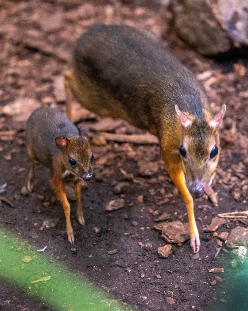 Kilkadziesiąt kilometrów od Kutna - w łódzkim zoo - urodził się myszojeleń