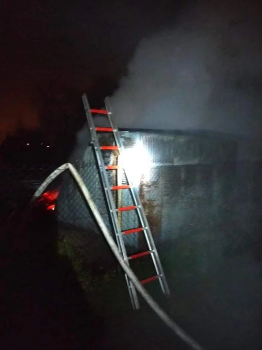 W wyniku podpalenia w Krośniewicach zginął kot. Dwa pozostałe szukają teraz nowych domów