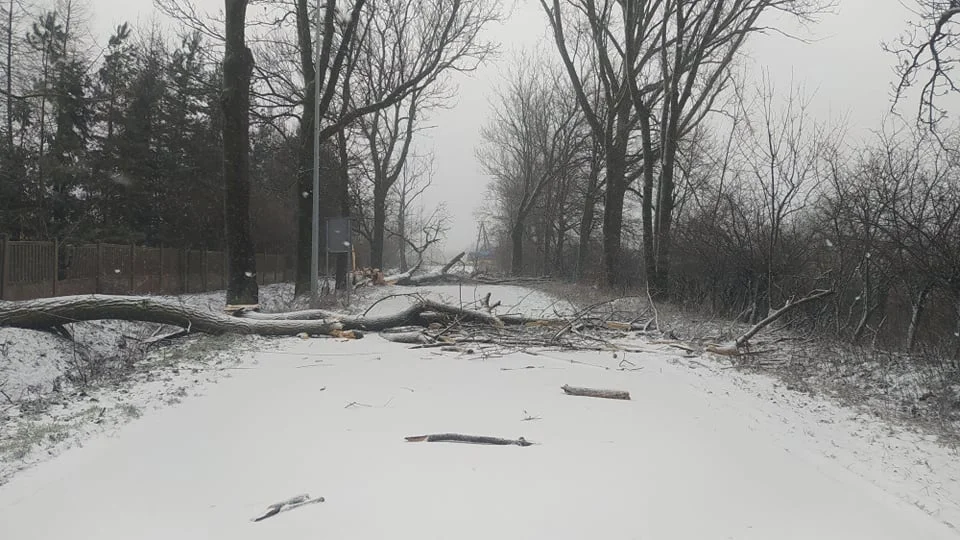 Z powodu silnego wiatru dochodzi do pierwszych szkód. strażacy z powiatu kutnowskiego mają na koncie już kilka wyjazdów