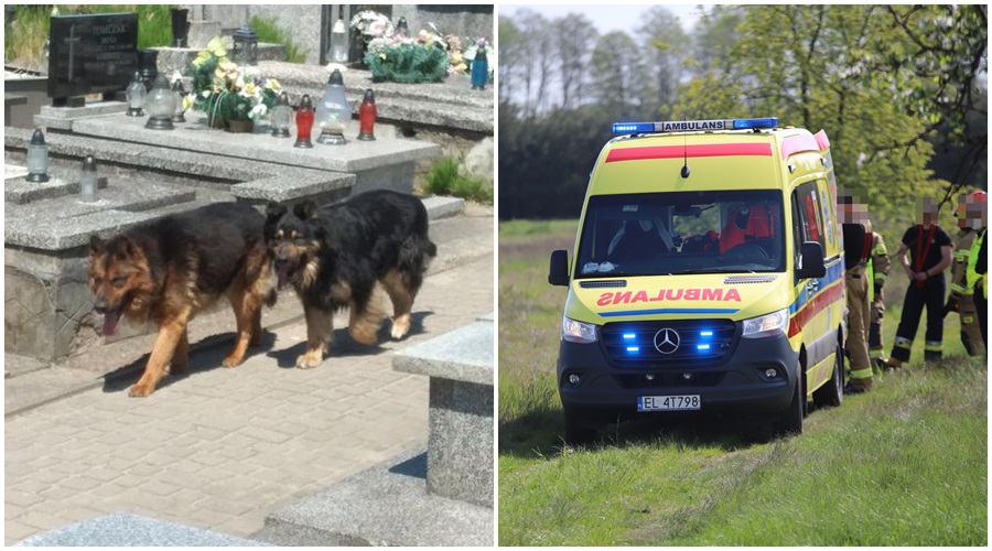 Psy pogryzły ludzi na cmentarzu w powiecie kutnowskim! Na miejscu policja, straż i pogotowie [ZDJĘCIA] - Zdjęcie główne