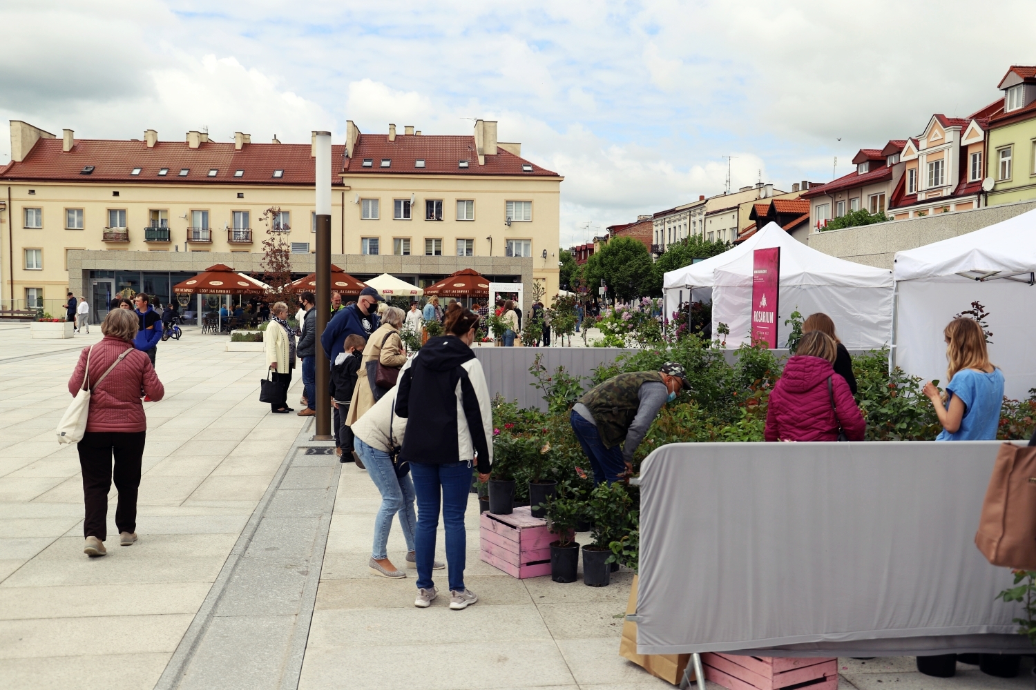 Kiermasz Różany na Placu Wolności potrwa do niedzieli do godz. 16:00