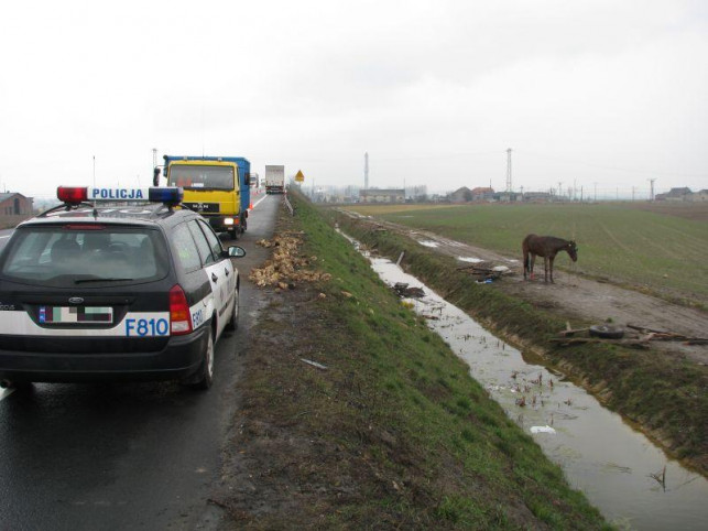 Niecodzienny wypadek w Krzewiu - Zdjęcie główne