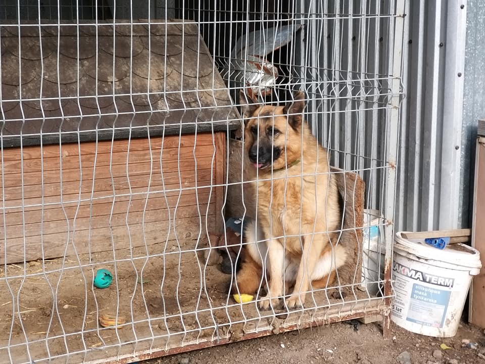 Kutnowscy radni zbierali karmę i koce dla bezpańskich zwierząt