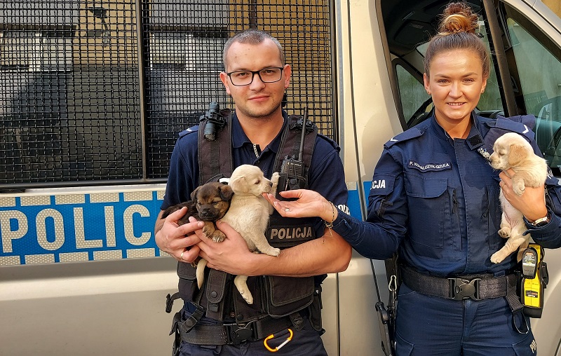 Wielkie serca kutnowskich policjantów. Ktoś porzucił szczeniaki, oni je przygarnęli [ZDJĘCIA] - Zdjęcie główne